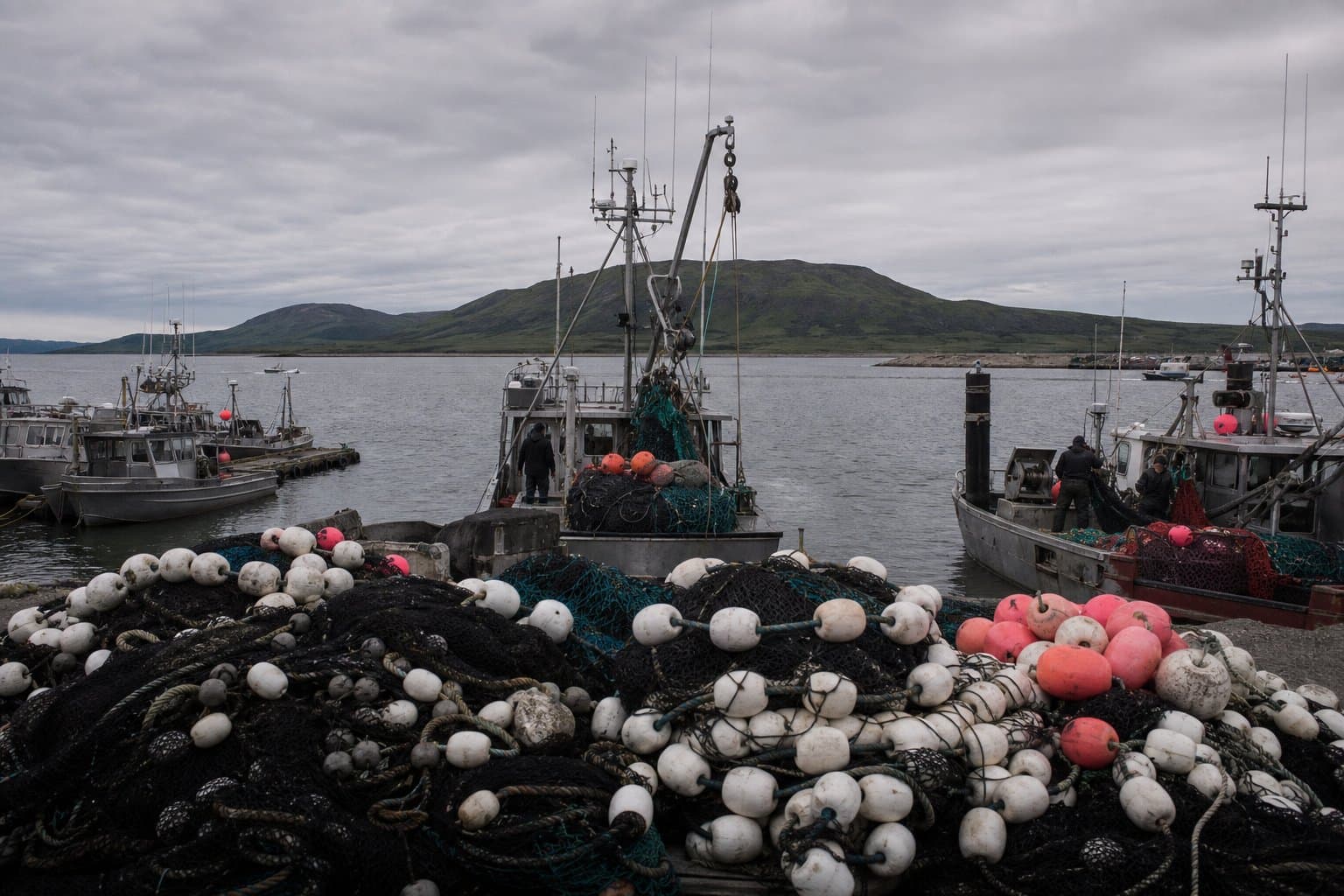 Cover image for article: Egegik and Kvichak stocks rise at Bristol Bay's Port Moller intercept