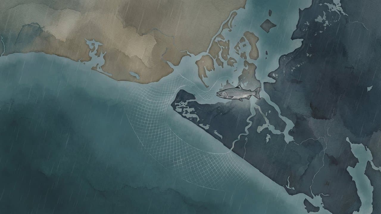 Cover image for article: Yakutat opened a short sockeye gillnet fishery, with kings still off-limits