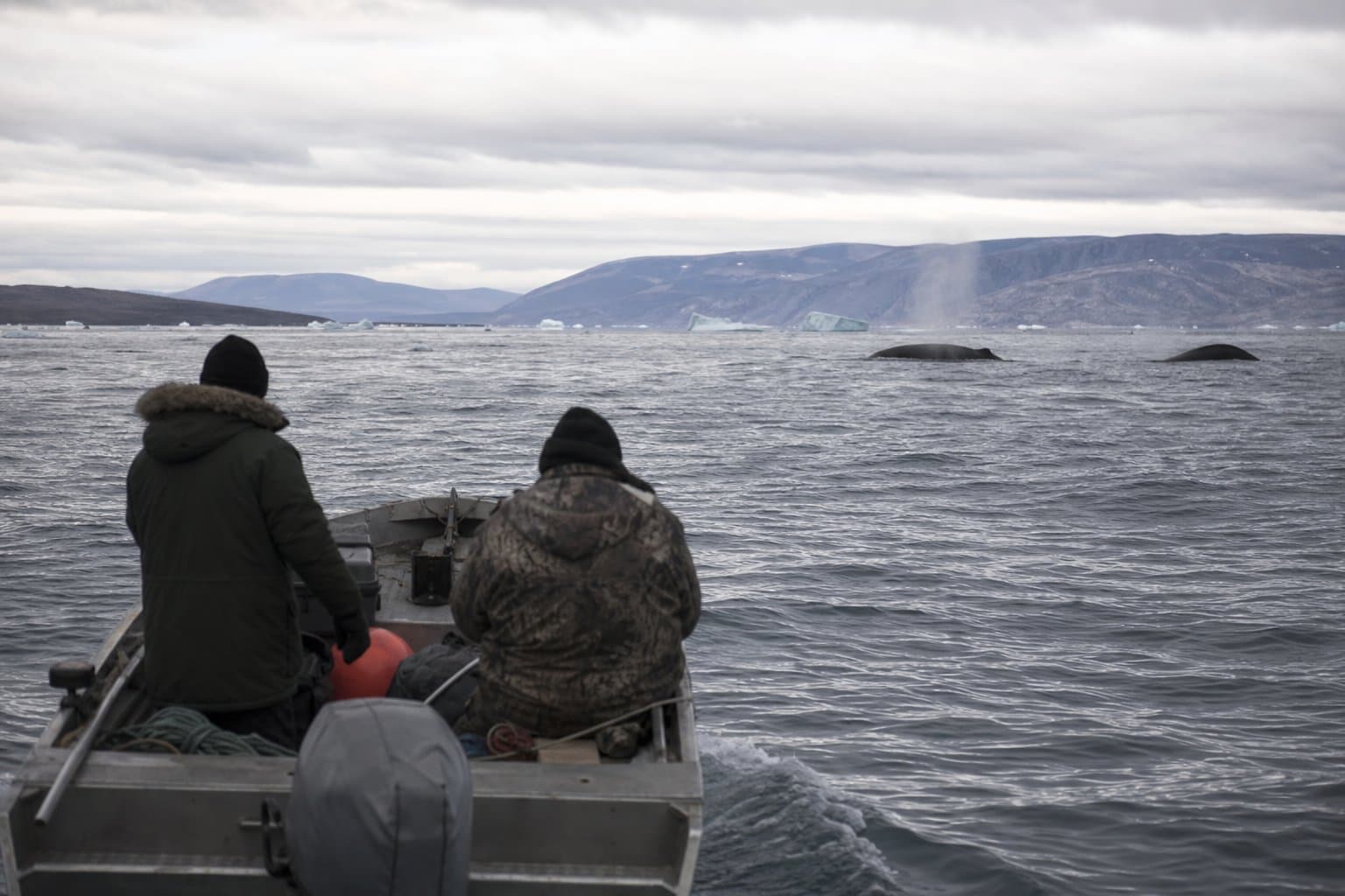 Cover image for article: Comments due Sept. 8 on NOAA lab's Alaska marine mammal research permit