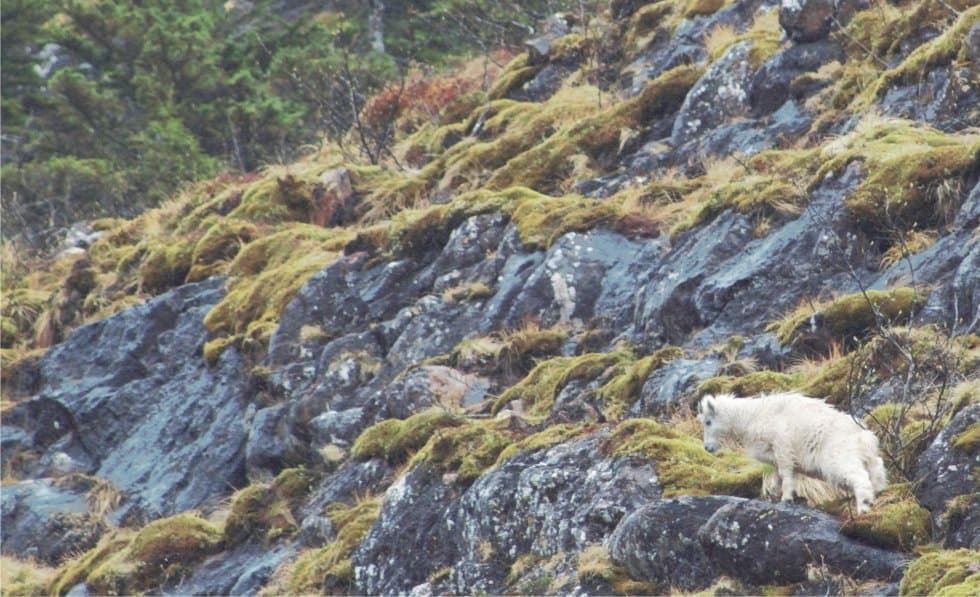 Cover image for article: Fish and Game reopens Baranof Island's Necker Bay goat zone after clerical error