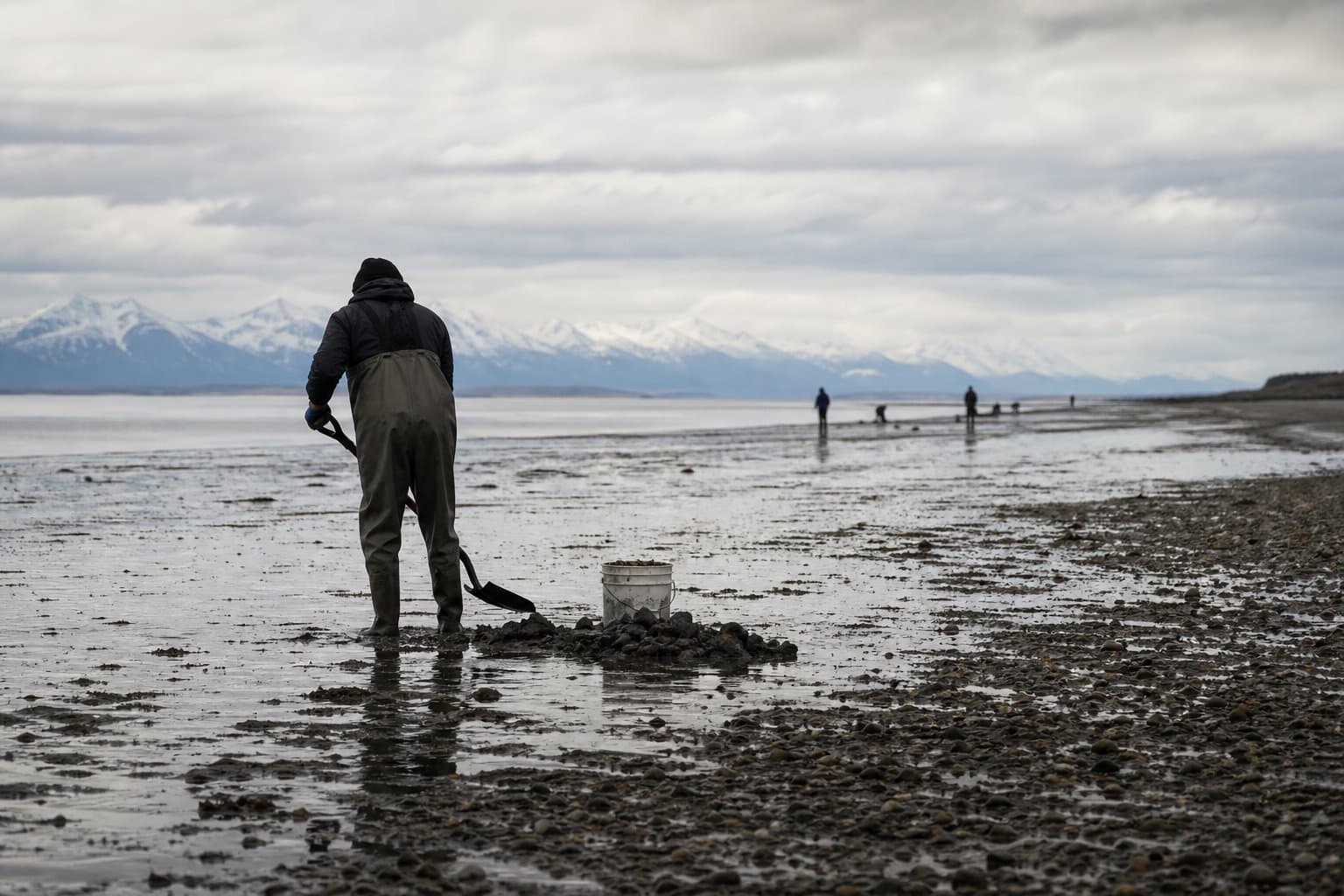 Cover image for article: Razor clam permit still required on Cook Inlet as September digging season runs on