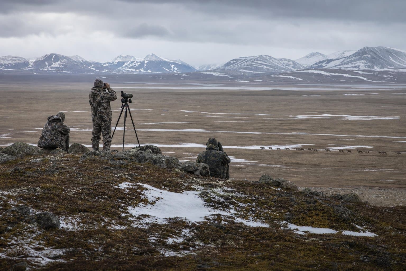 Cover image for article: The Fortymile caribou herd is shrinking, and this year's hunt reflects it
