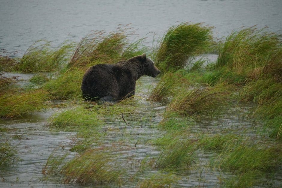 Cover image for article: King salmon closures spread across Mat-Su and West Cook Inlet as runs remain weak