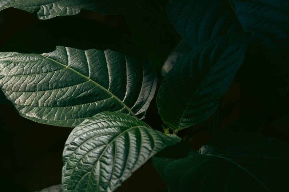Cover image for article: Kratom coalition hires Frank Bickford to lobby Alaska lawmakers and agencies