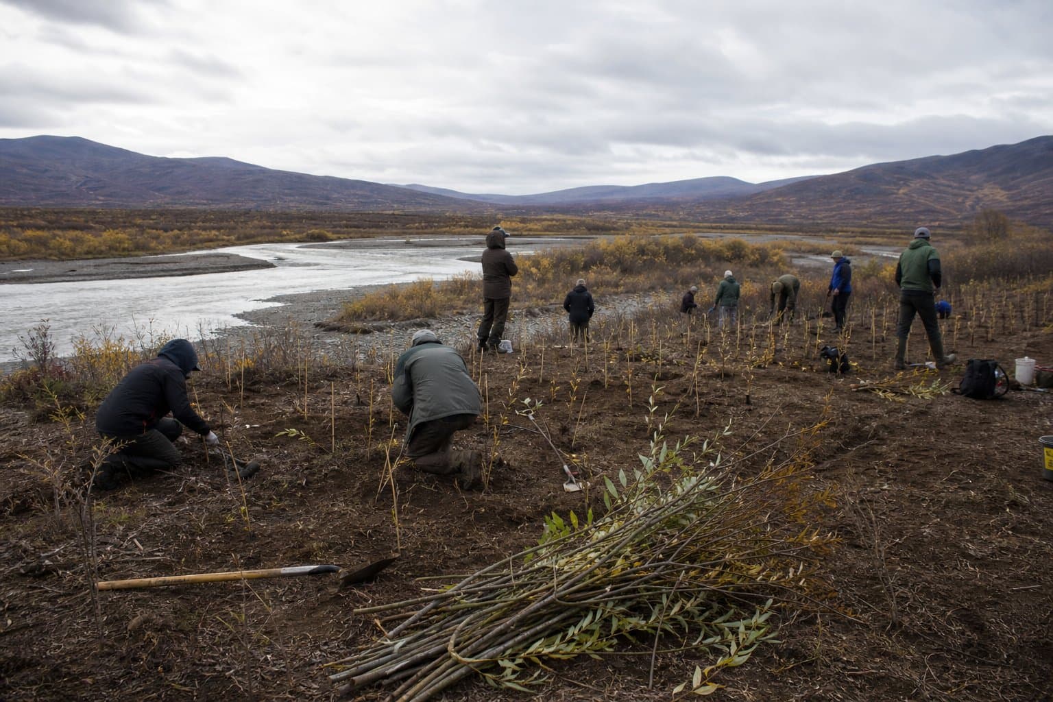 Cover image for article: Volunteers are replanting a mining-scarred creek, and last year's willows lived