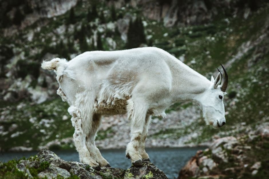 Cover image for article: A third Baranof Island goat zone closes early as the state guards the herd