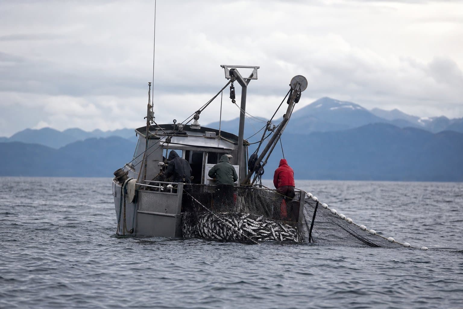 Cover image for article: A coho cap could close Cook Inlet's sockeye season early, fishermen warn
