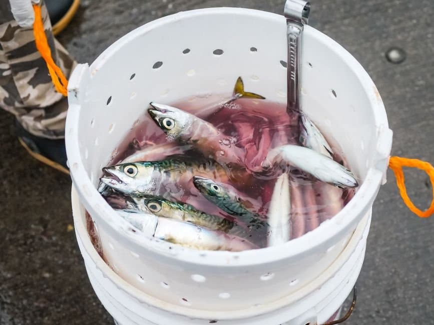 Cover image for article: Kotzebue chum fishermen got a second buyer for the season's last week
