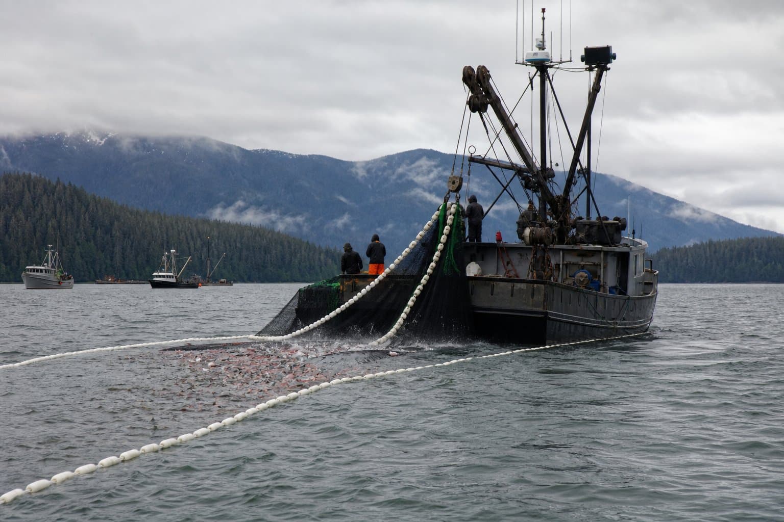 Cover image for article: Purse seining extended through Friday in Section 13-B on pink salmon uptick