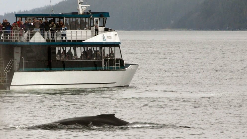 Cover image for article: Juneau task force's whale-watch recommendation no longer commits to a license or cap