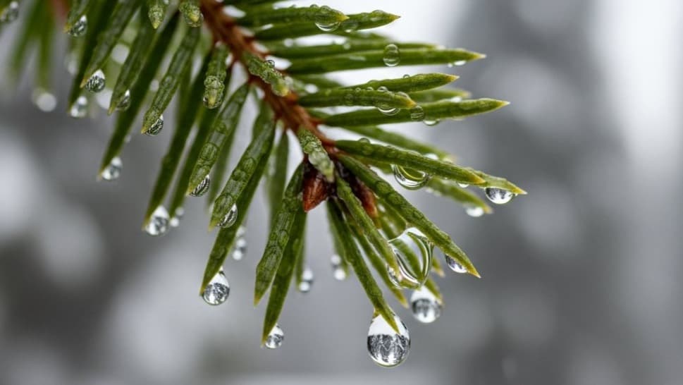Cover image for article: Anchorage trades summer warmth for a cool, wet stretch