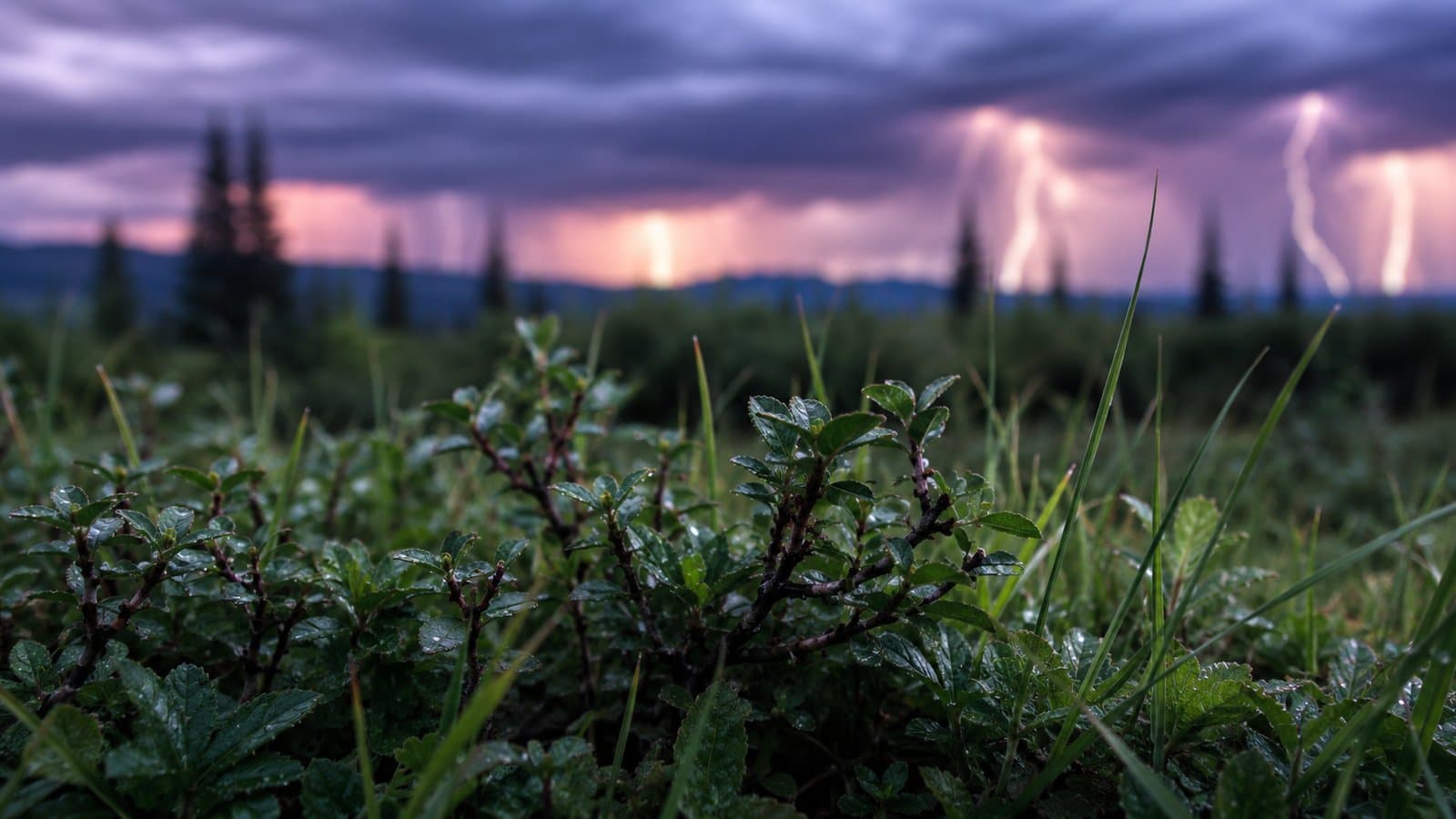 Cover image for article: Lightning Lights Up Delta Junction, Then the Rain Comes