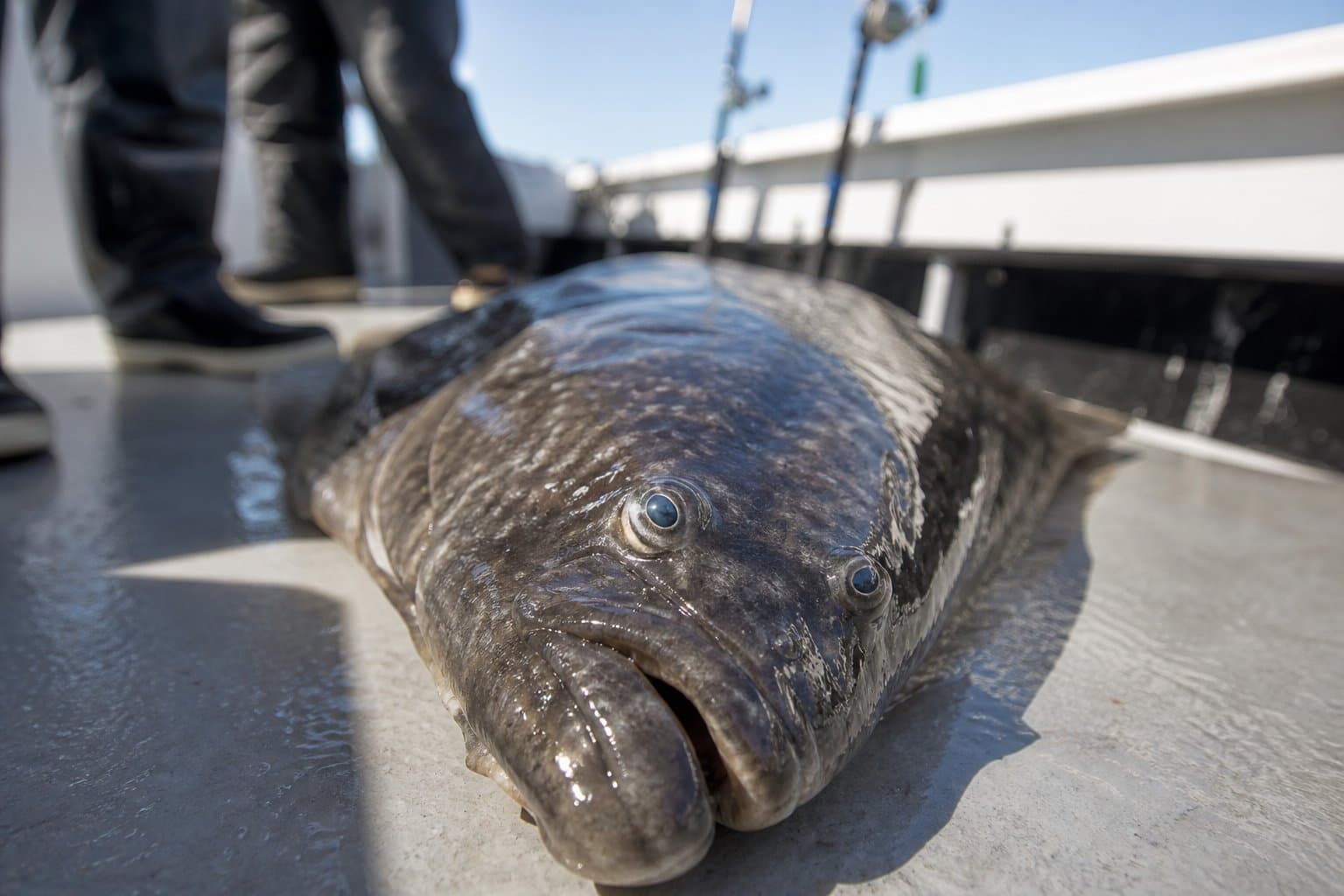 Cover image for article: Halibut anglers on Alaska charters now pay $20 a day — and the money is funding a decades-old battle over who gets to catch the fish