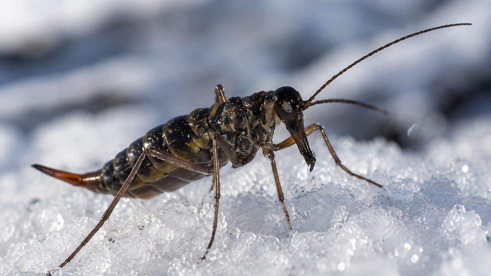 Cover image for article: The strange snow bug Alaska is spending $750K to understand