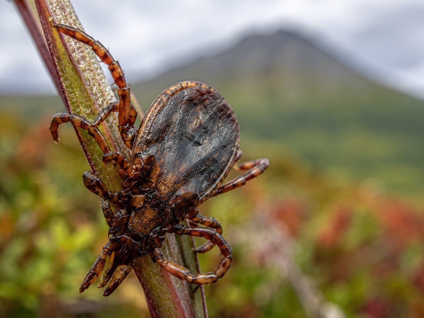 Cover image for article: Tick found after Flattop hike shows Alaska's changing tick reality