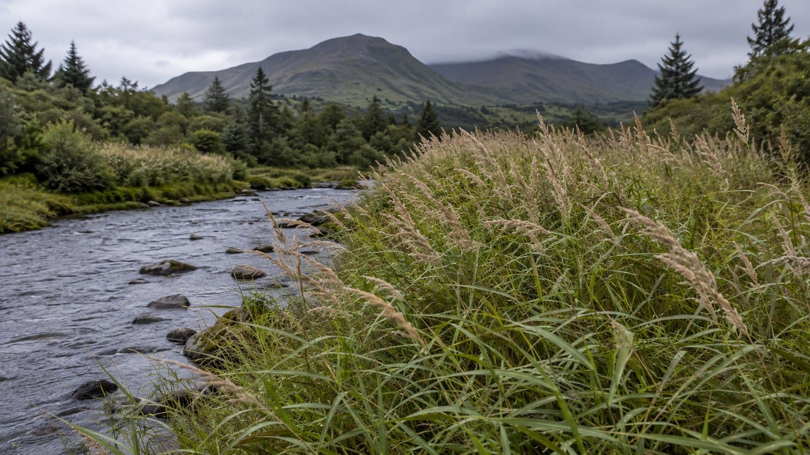 Cover image for article: Kodiak conservation district seeks permit to spray glyphosate in Buskin watershed