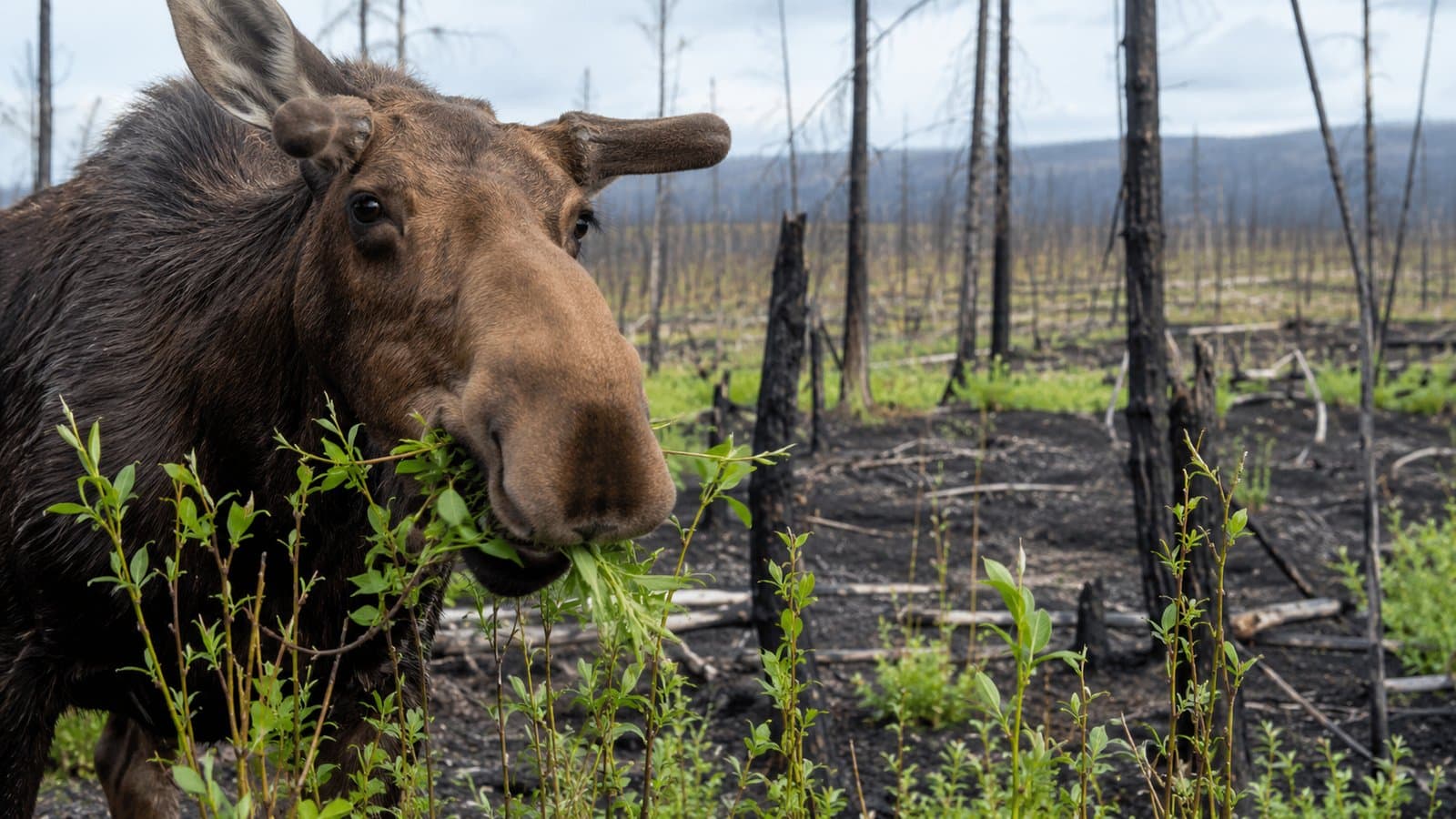 Cover image for article: Alaska is about to burn 54,000 acres on purpose, to grow more moose