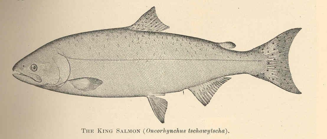 Cover image for article: Eagle River king salmon fishery closed for 2026 season