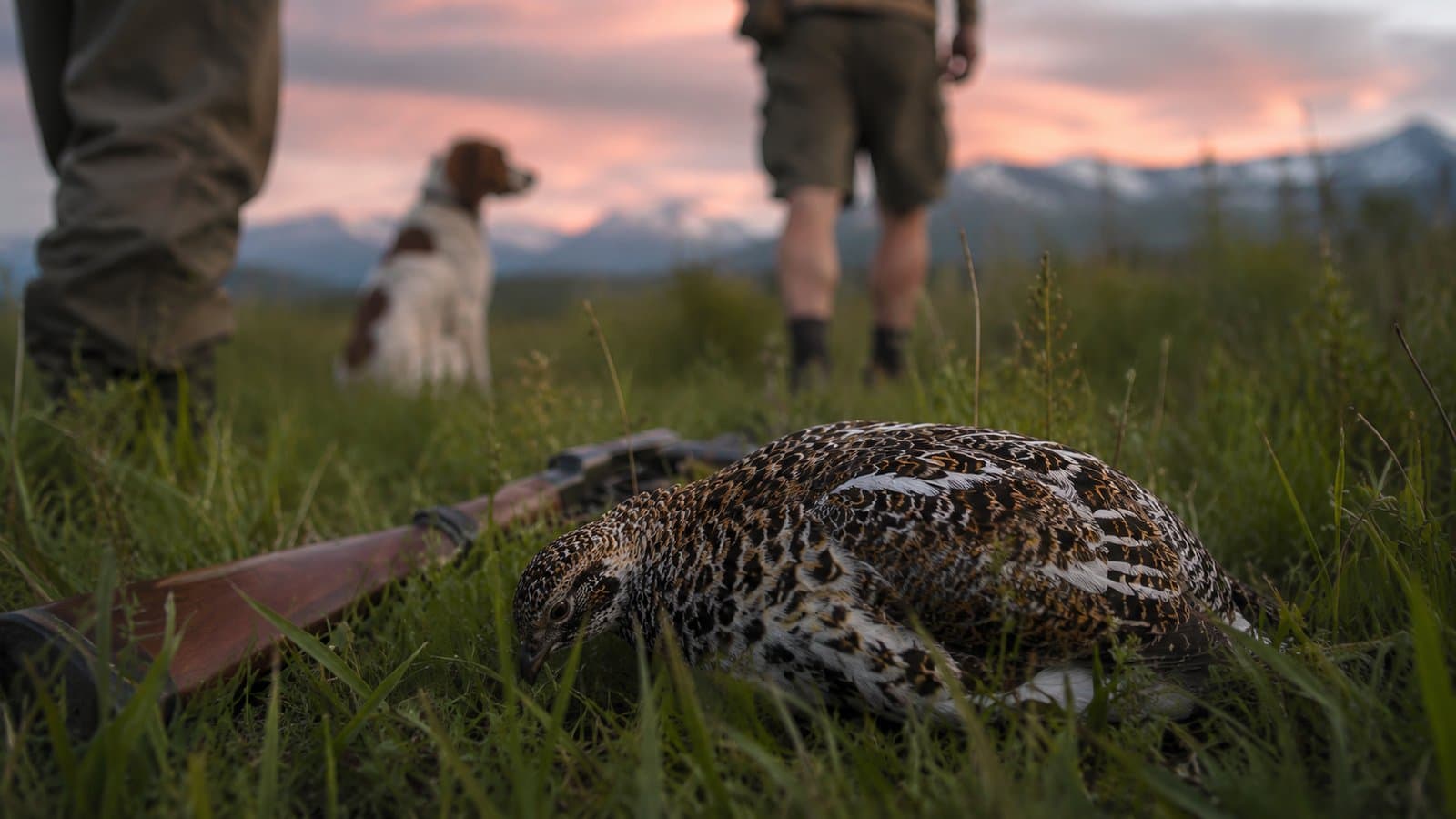 Cover image for article: A free Palmer class to turn beginners into bird hunters