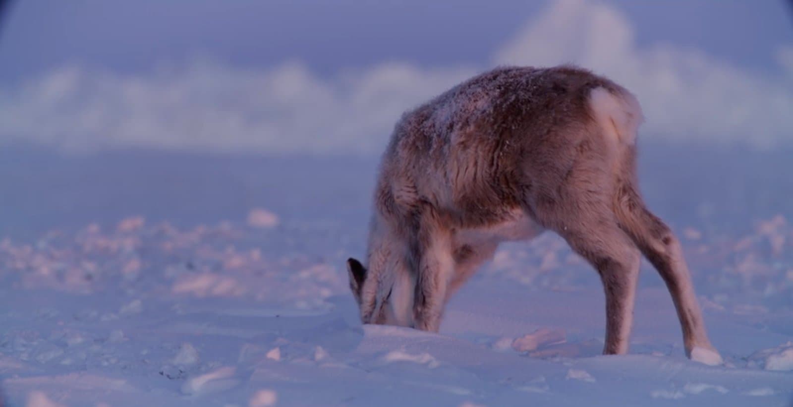 Cover image for article: Alaska closes cow caribou hunting in Western Arctic as the herd hits 121,000