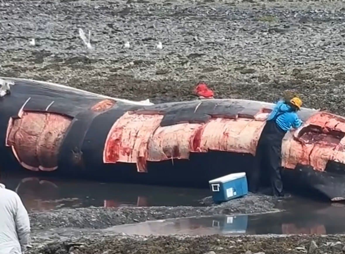 Cover image for article: A dead whale on the beach in Seward has NOAA's attention
