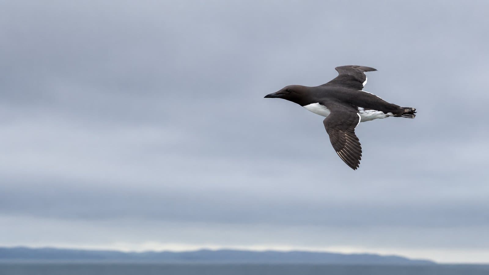 Cover image for article: Where thousands of seabirds flew, a Kodiak commissioner counted 30