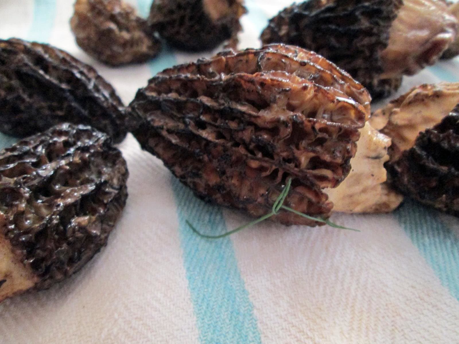 Cover image for Where Alaska's fire morels may pop next