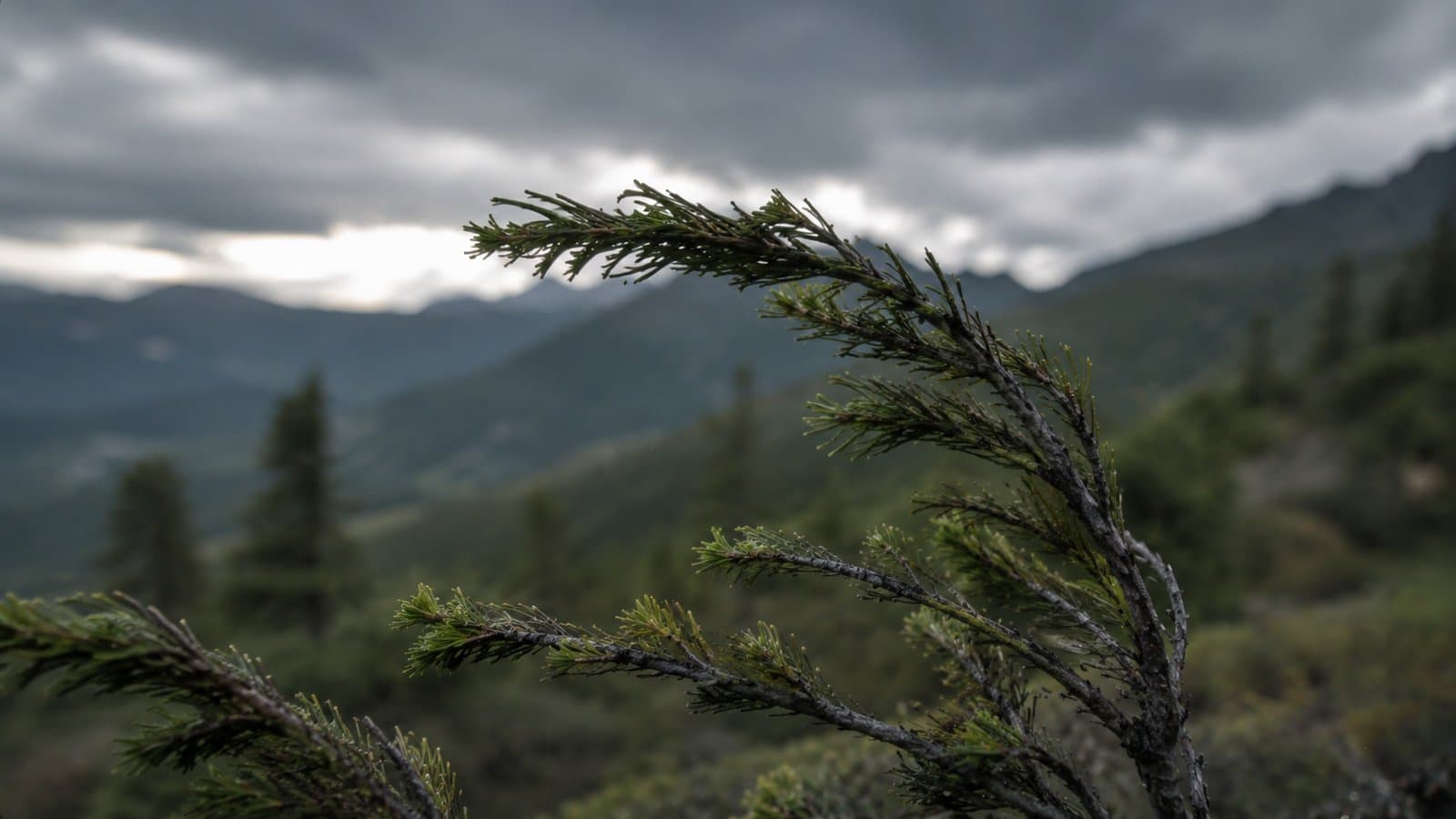 Cover image for article: 60 mph gusts forecast for Portage, Anchorage Hillside Sunday