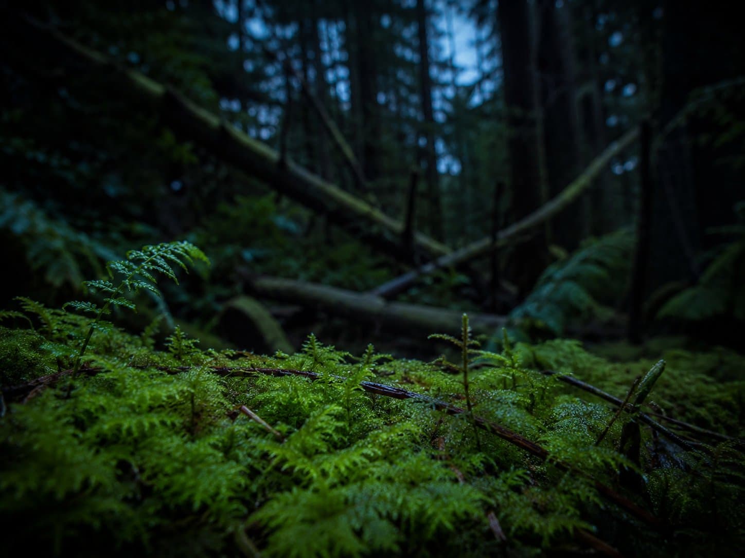 Cover image for article: Alaska, Forest Service sign 20-year shared stewardship timber deal