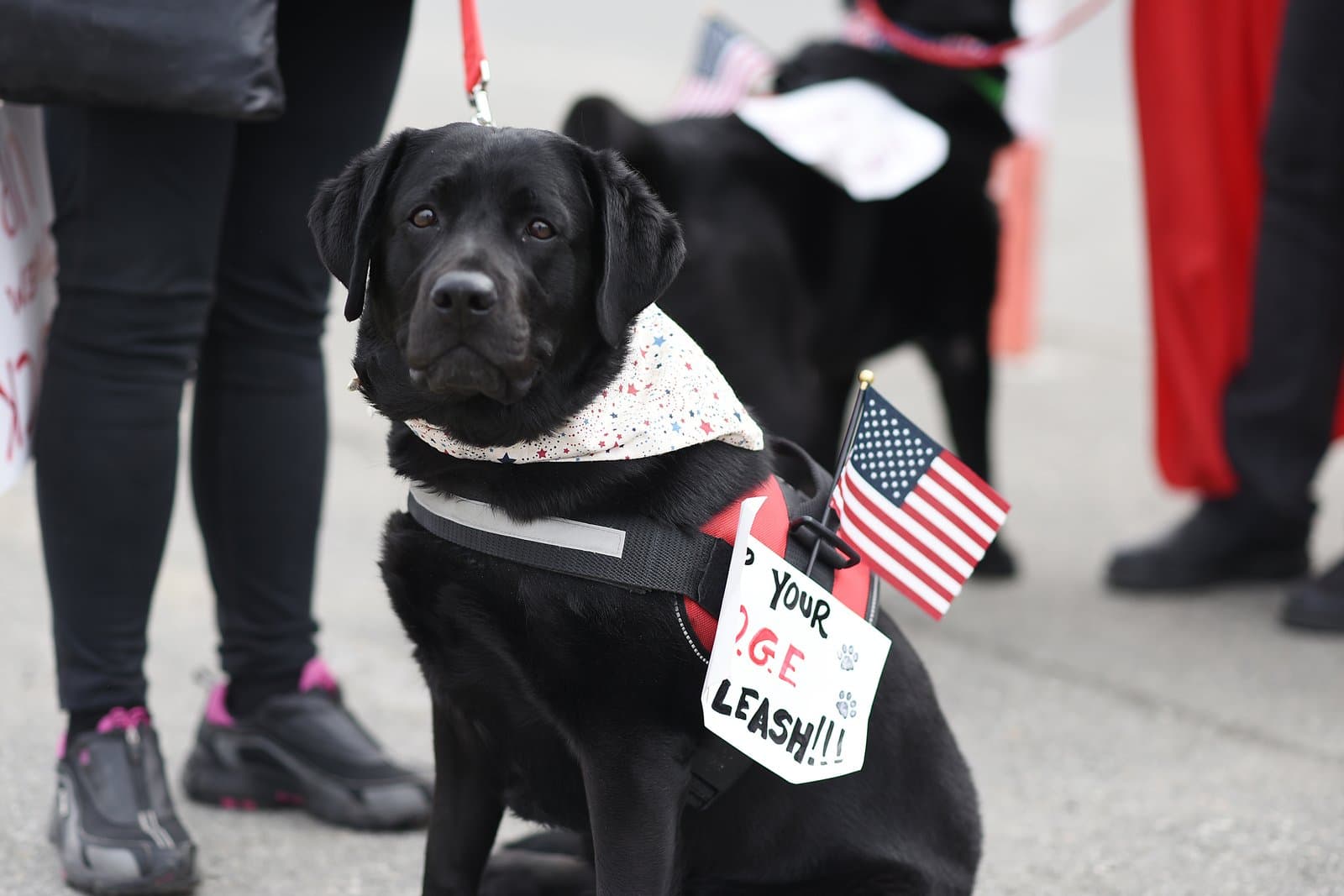 A black Labrador retriever wearing a patriotic bandana and a protest sign sits on a leash during a demonstration in Anchorage, Alaska.