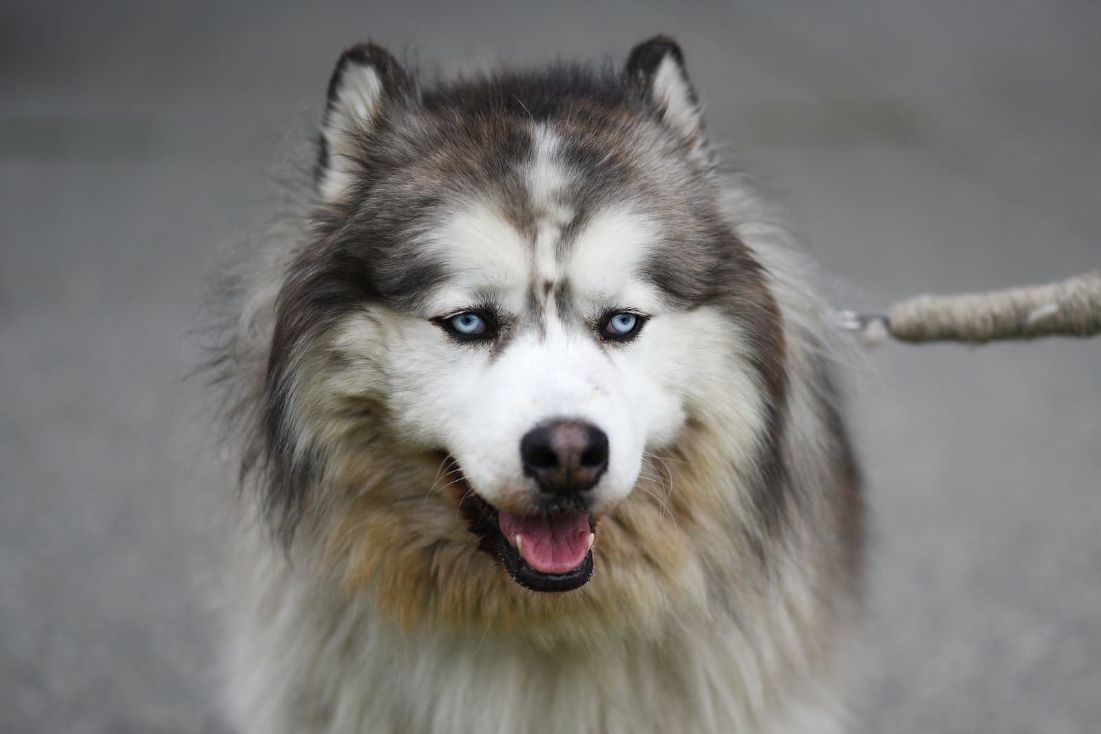 Meko, a fluffy husky-type dog with striking blue eyes, attends the LaFrance inauguration event in a community setting.
