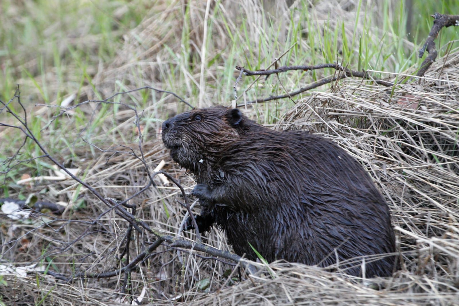 Cover image for article: Judge allows state to resume helicopter bear kills during lawsuit