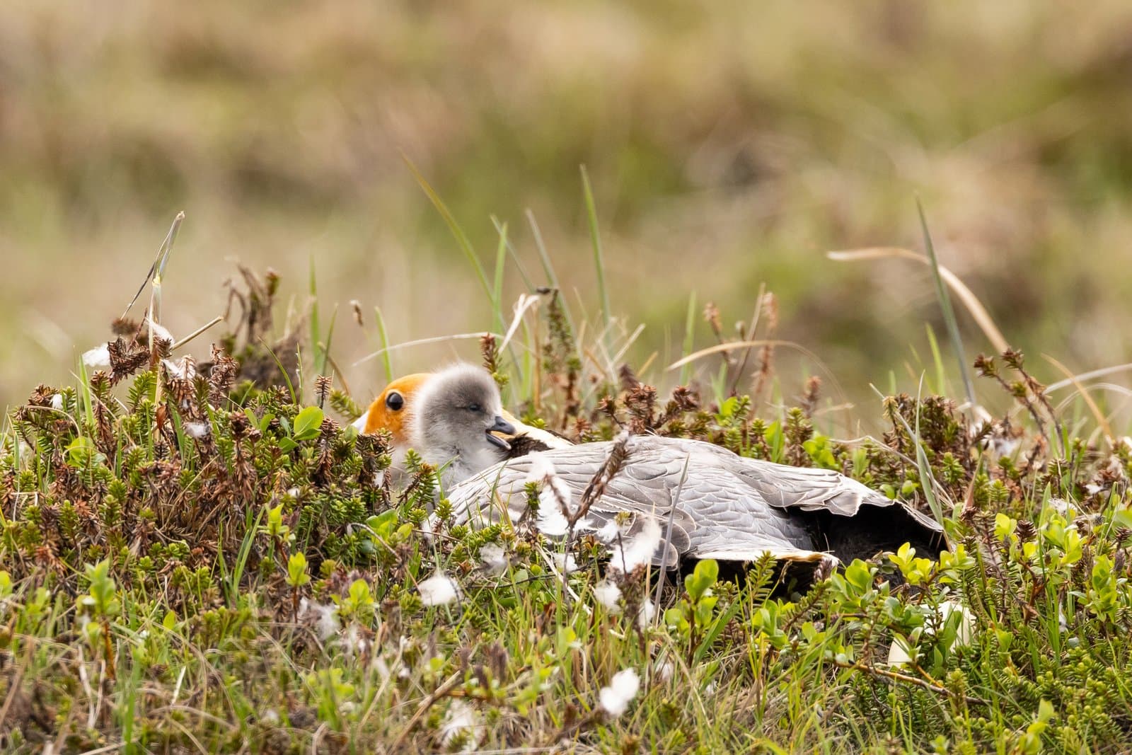 An adult Emperor goose rests on a nest with its downy chicks nestled in the tundra vegetation during the summer season.