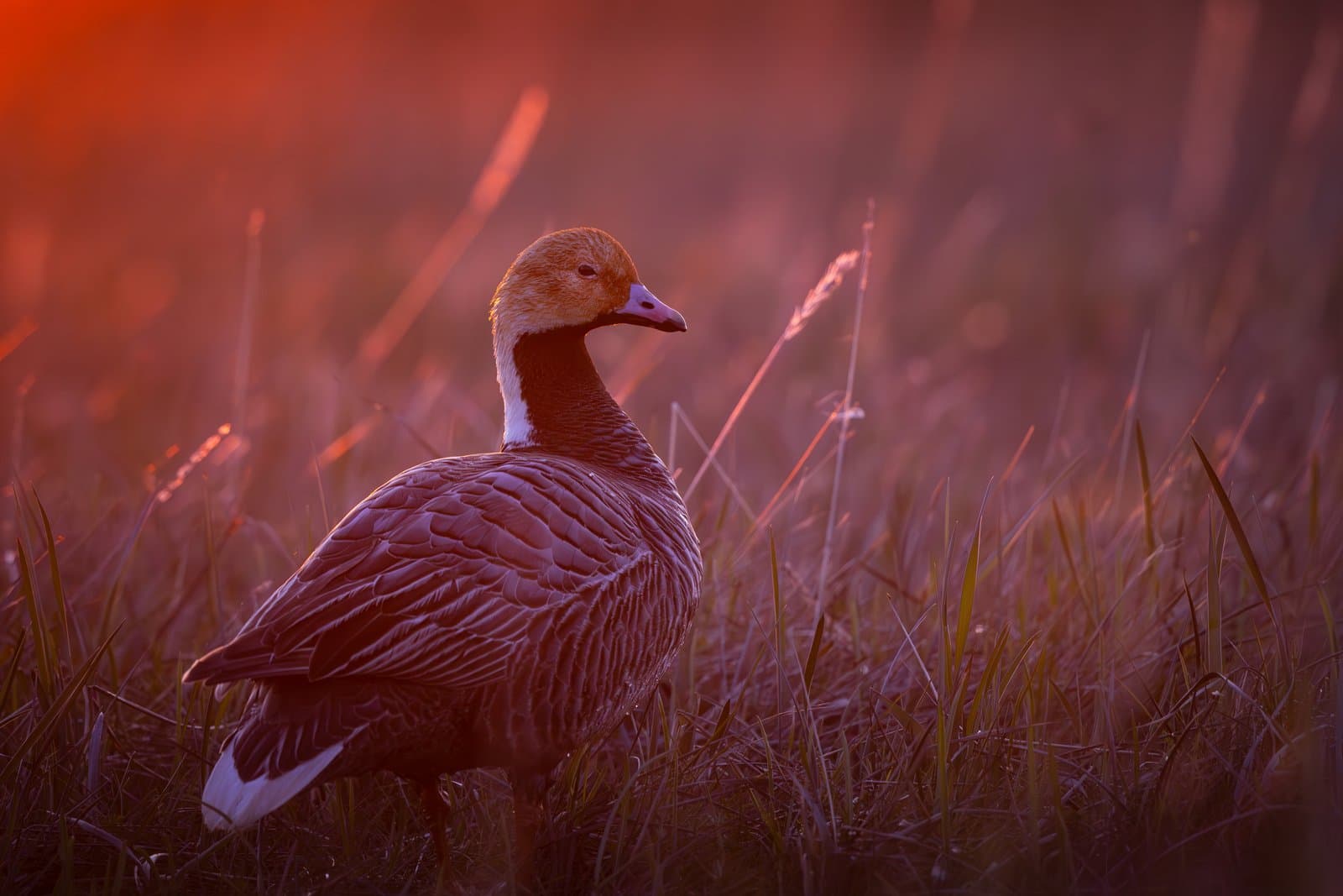An Emperor goose stands in a grassy field during a warm, golden sunset, highlighting its distinctive white head and dark plumage.