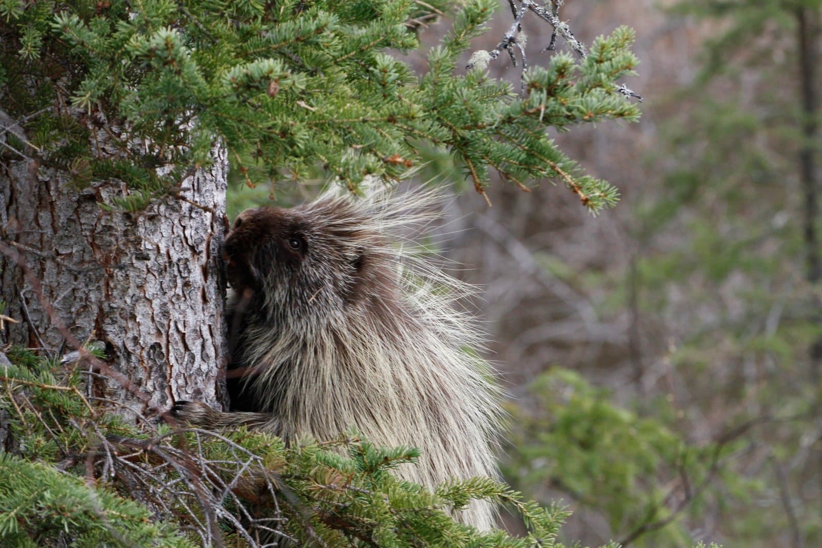 A porcupine climbs a white spruce tree within a riparian forest along the Kanuti River in rural Alaska.
