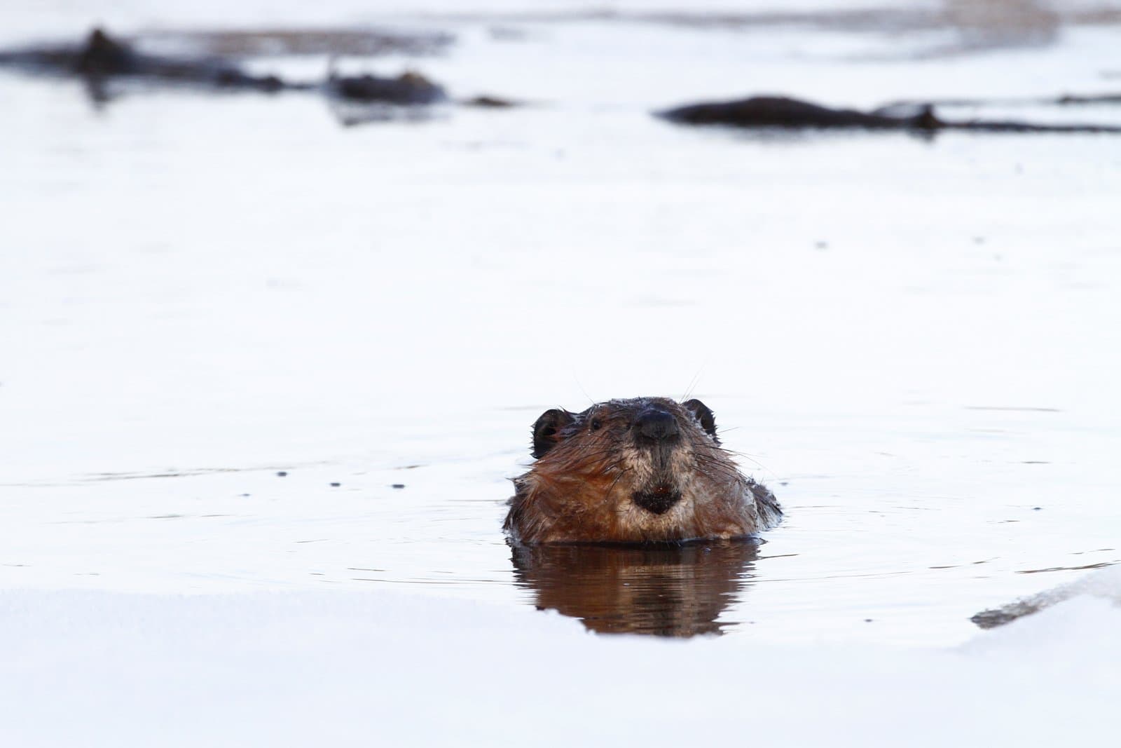 A beaver's head emerges from the water of Kanuti Lake during the spring break-up, surrounded by melting ice and snow.