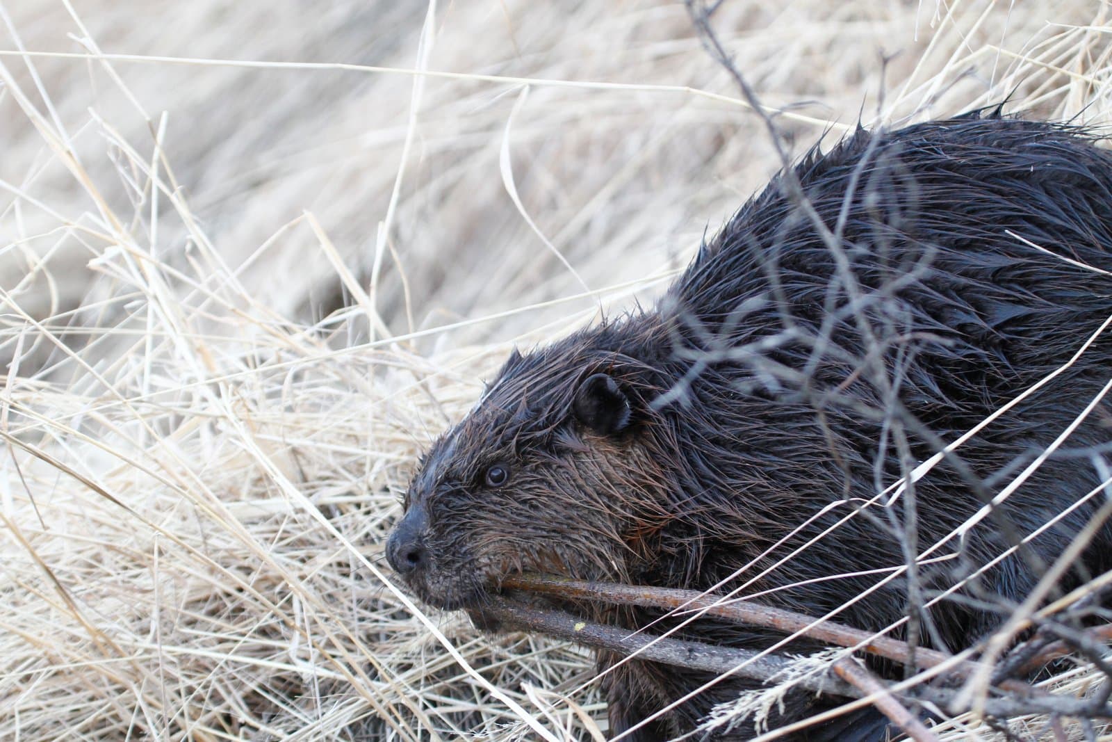 A wet beaver holds a branch in its mouth while resting on the grassy bank of the Kanuti River during the spring.