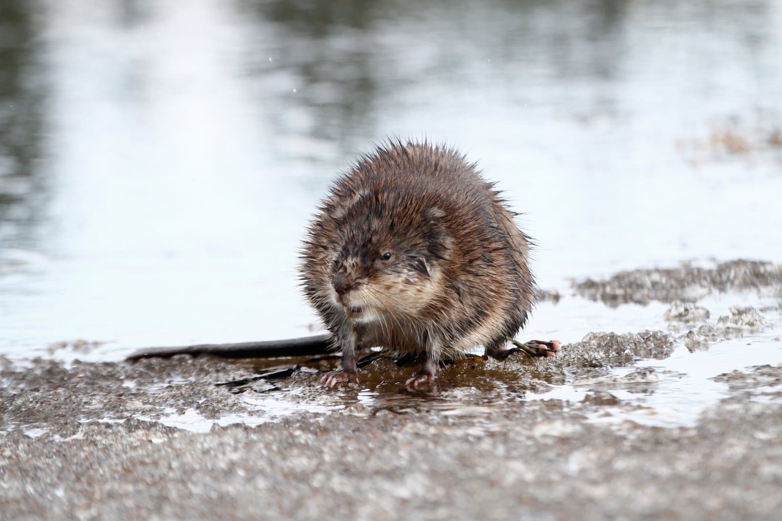A muskrat sits on the edge of rotting ice at Kanuti Lake during the spring thaw in Alaska.