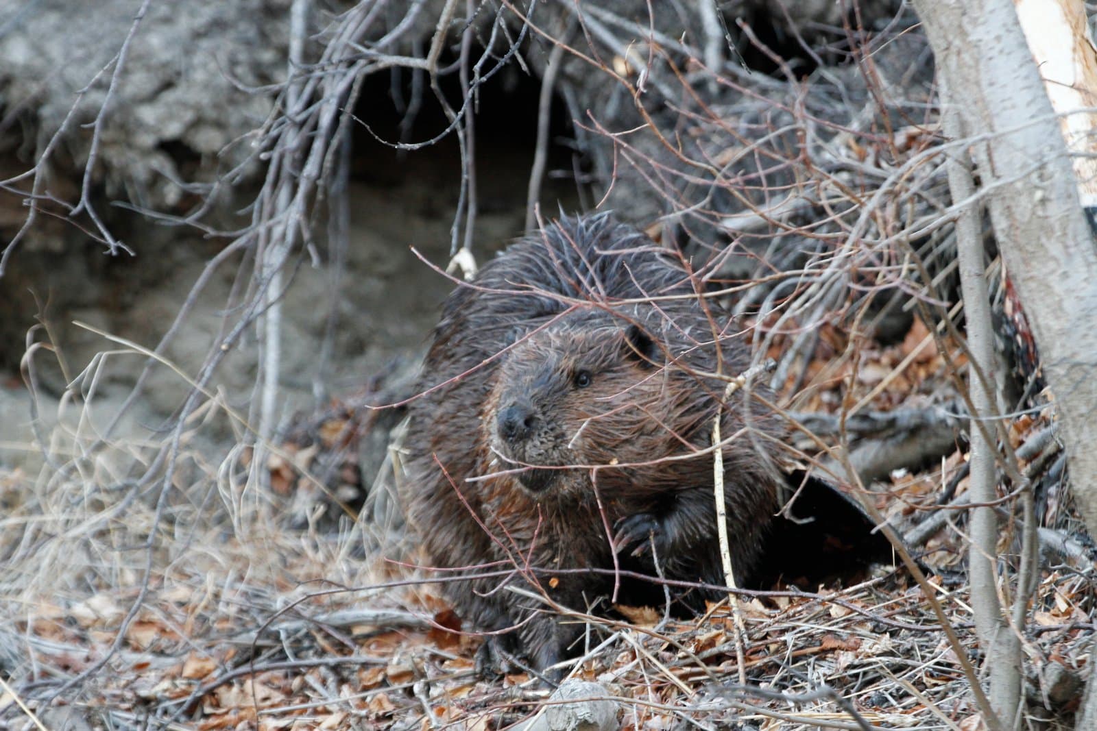 A beaver pauses near its bank lodge along the Kanuti River during spring flooding, surrounded by bare branches and dry vegetation.