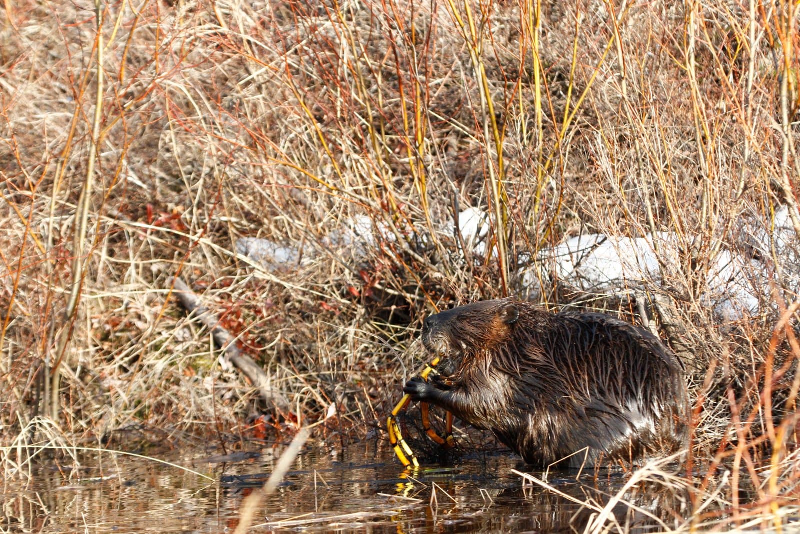 A beaver gnaws on horsetails along the flooded, snow-dusted shore of Kanuti Lake during the spring thaw in May 2011.