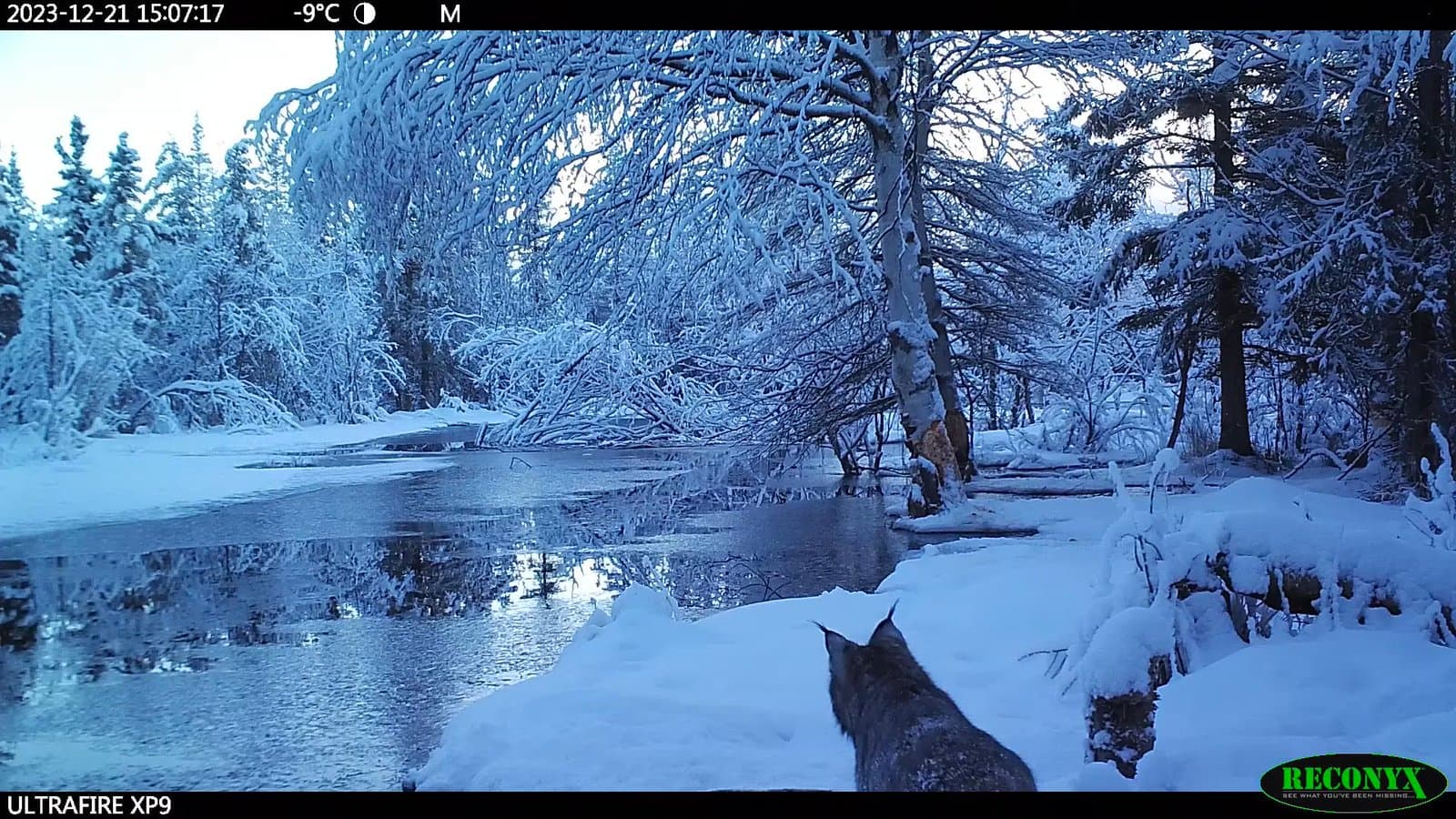 A Canada lynx stands on a snow-covered bank overlooking a partially frozen stream in a dense, winter forest setting.
