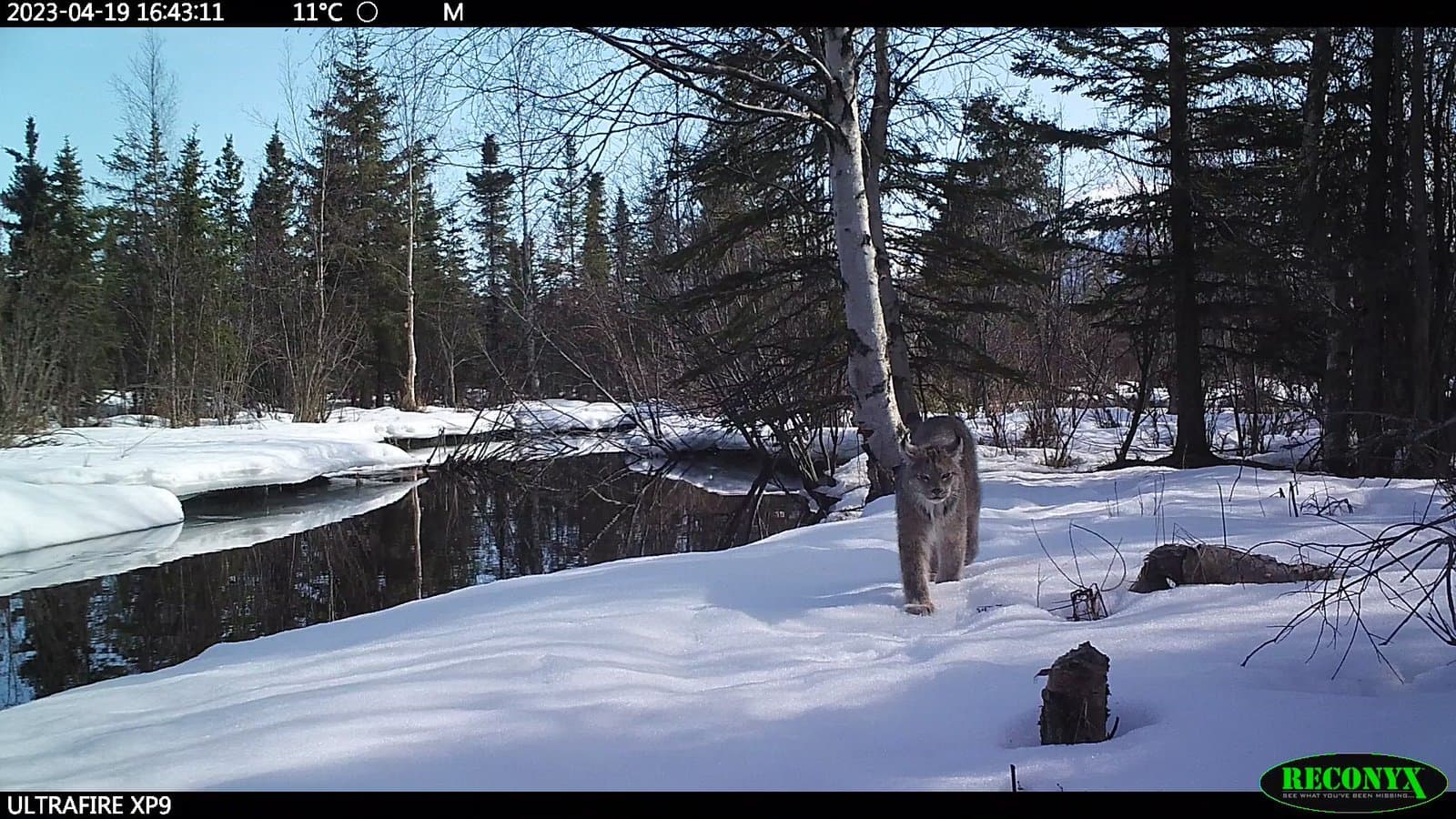 A Canada lynx walks along a snow-covered bank beside a dark, reflective stream in a boreal forest setting during early spring.