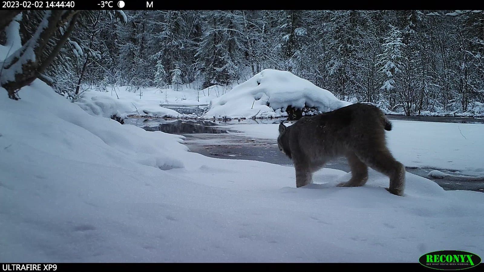 A Canada lynx walks along the snow-covered bank of a frozen creek in a winter forest, captured by a trail camera.