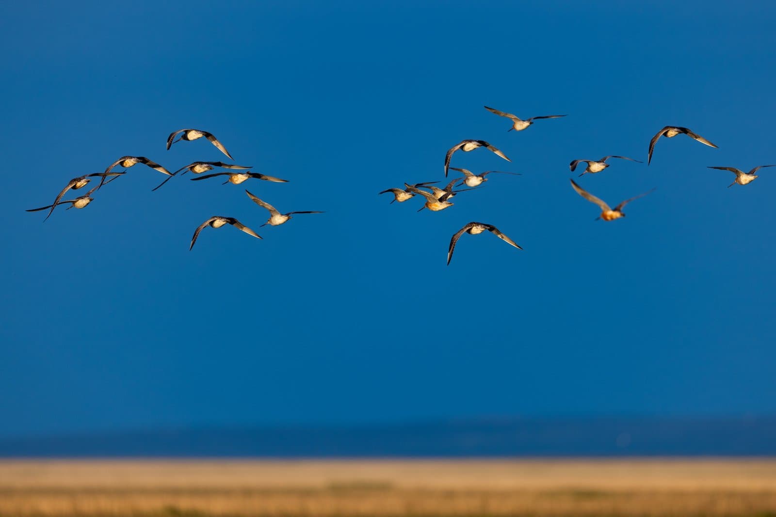 A flock of bar-tailed godwits flies across a clear blue sky above a flat, golden-brown landscape during the summer.