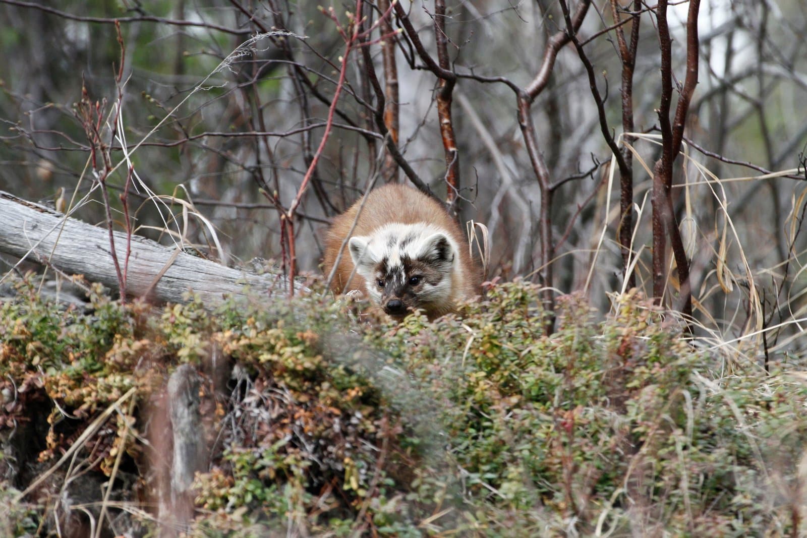 An American marten peers forward from within the dense, low-lying brush of the Kanuti River riparian forest during the spring season.
