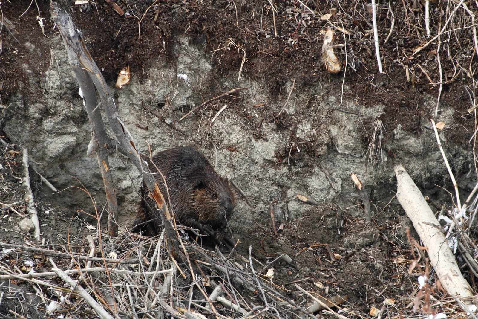 A beaver sits near an eroding cut bank along the Kanuti River during the spring flooding season in rural Alaska.