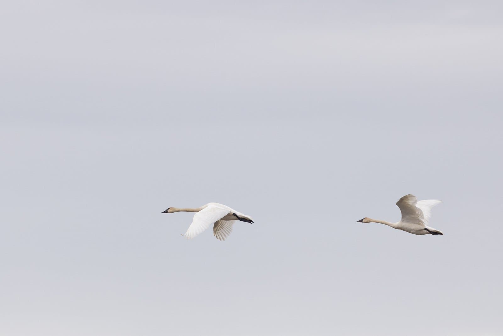 Two tundra swans glide through a pale, overcast sky, showcasing their white plumage and long necks during their migratory flight.