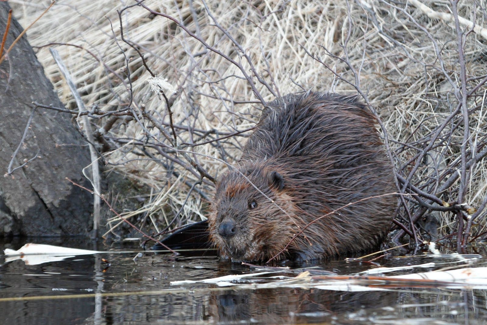 A beaver feeds on vegetation along the muddy bank of the Kanuti River during the spring flooding season in rural Alaska.
