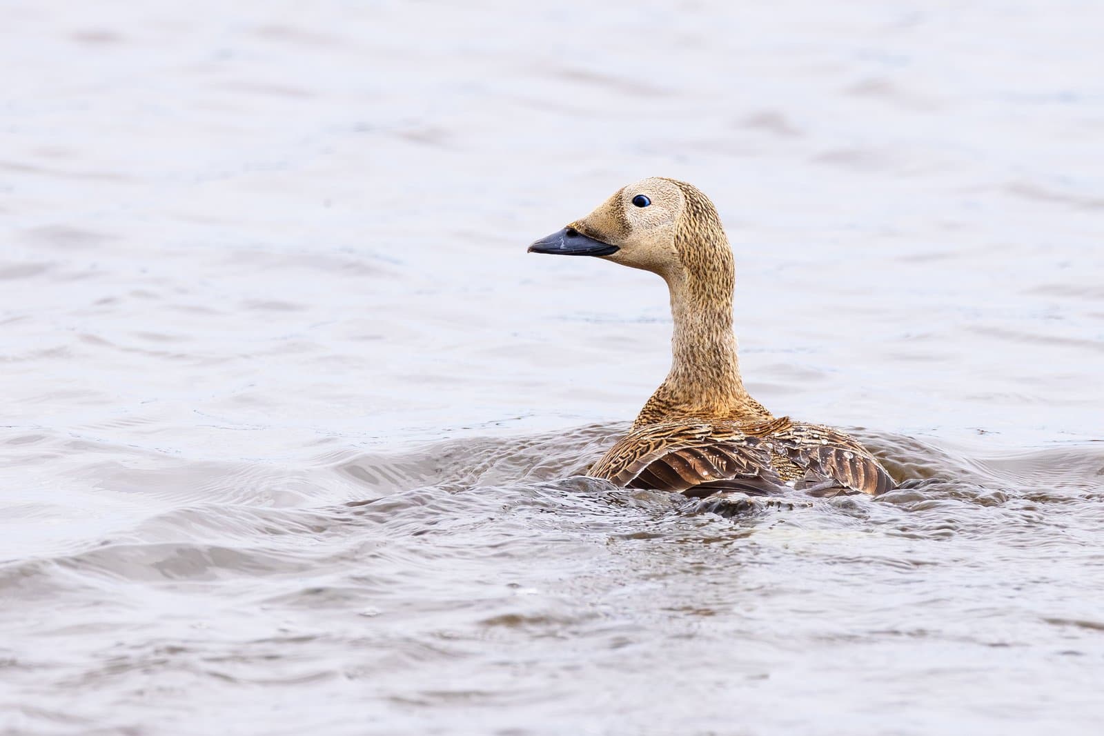 A female spectacled eider swims across a calm tundra pond, showcasing its distinctive eye patches and mottled brown plumage in soft light.