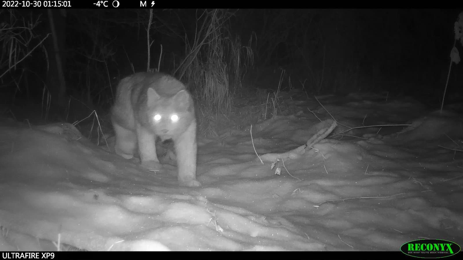 A Canada lynx walks through a snow-covered landscape at night, captured by a trail camera in late October.
